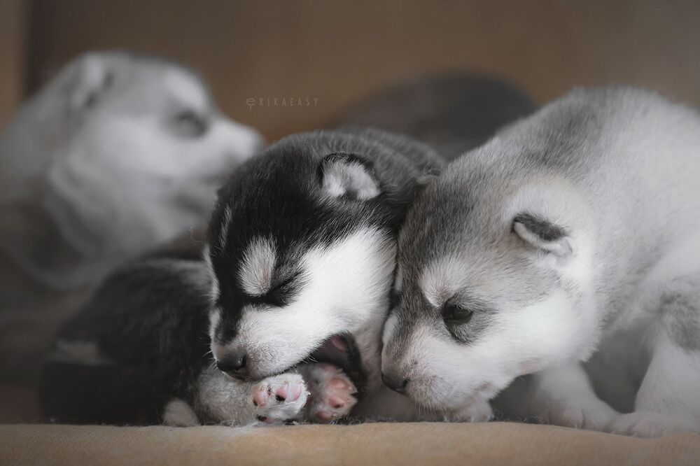 puppies!