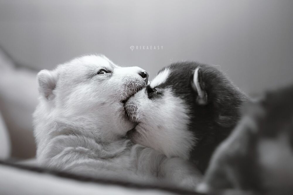 puppies!