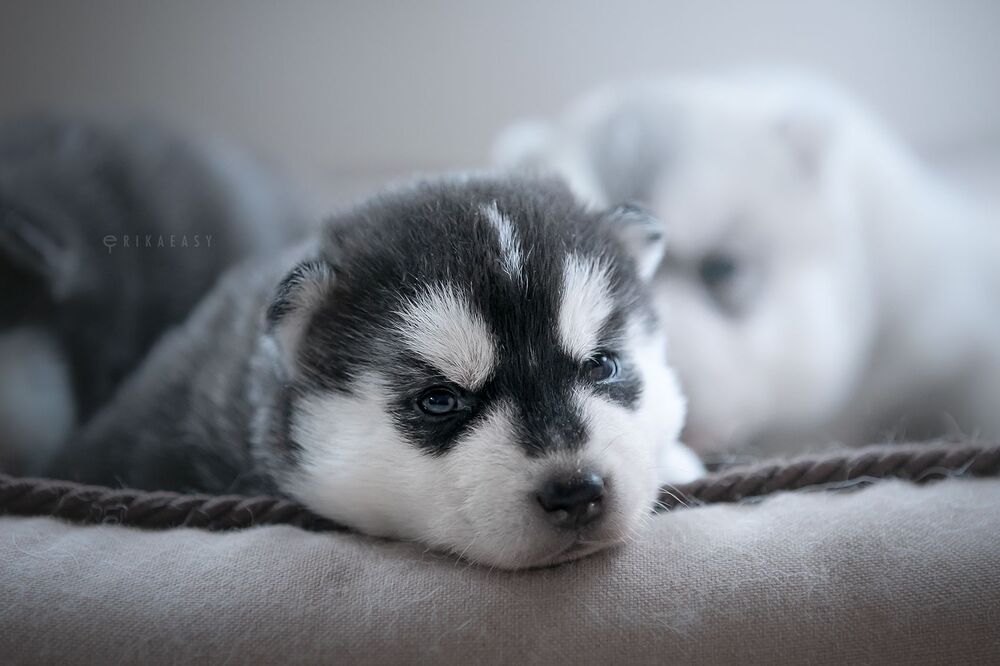 puppies!