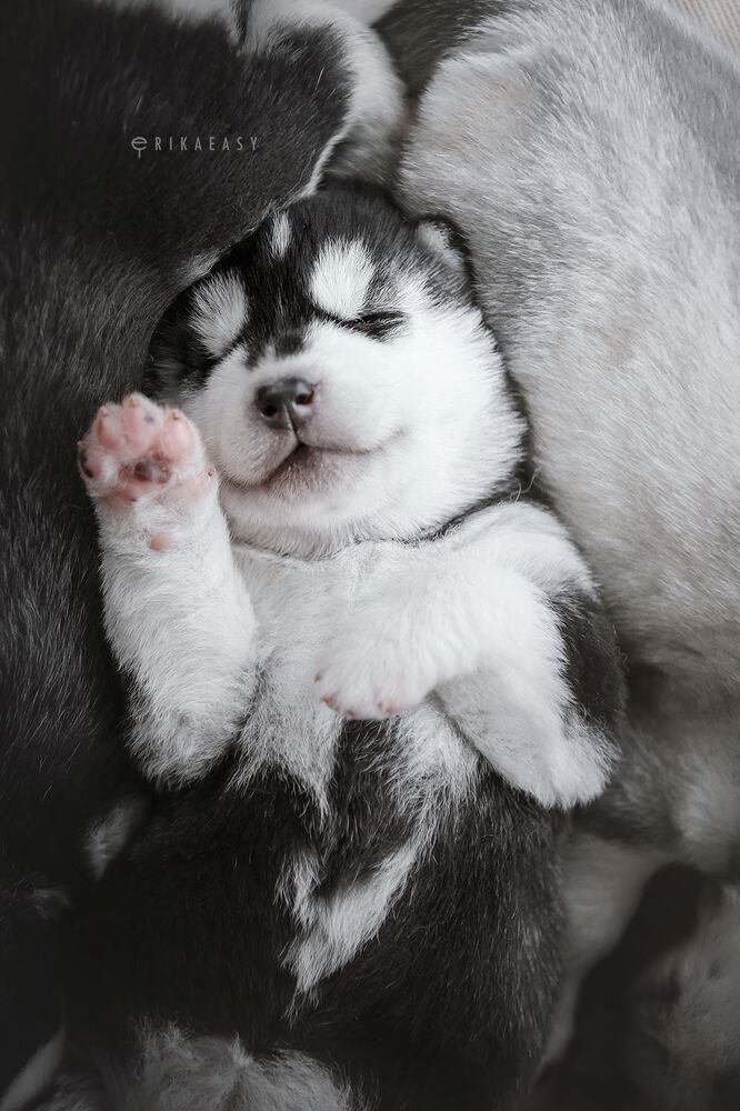 puppies!