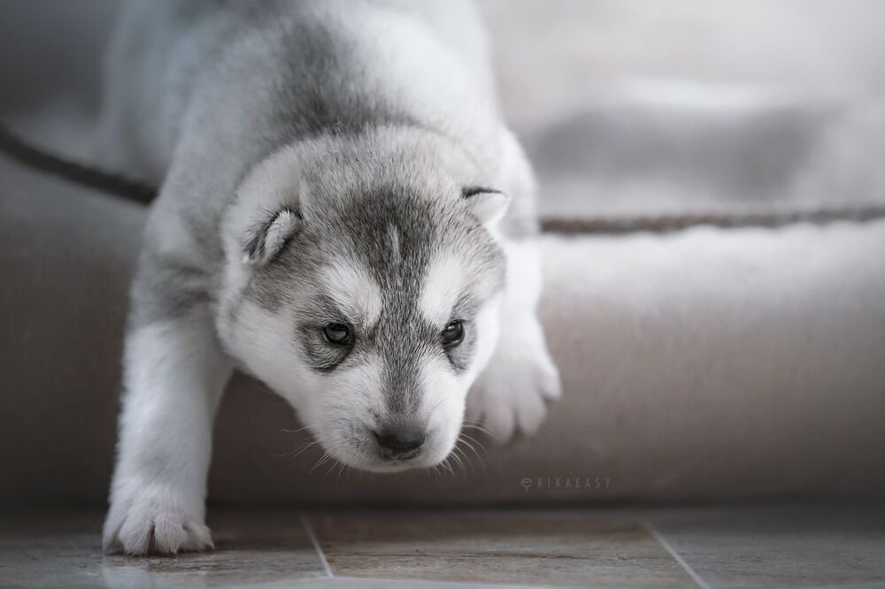 puppies!