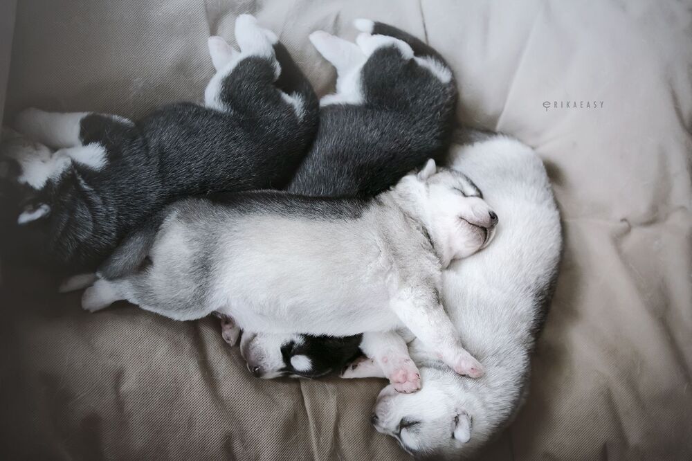 puppies!