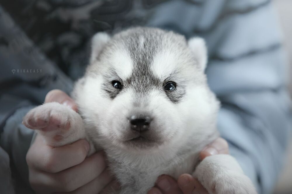 puppies!