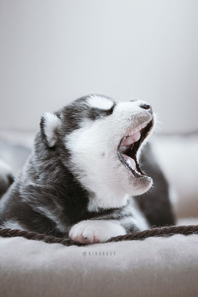 puppies!