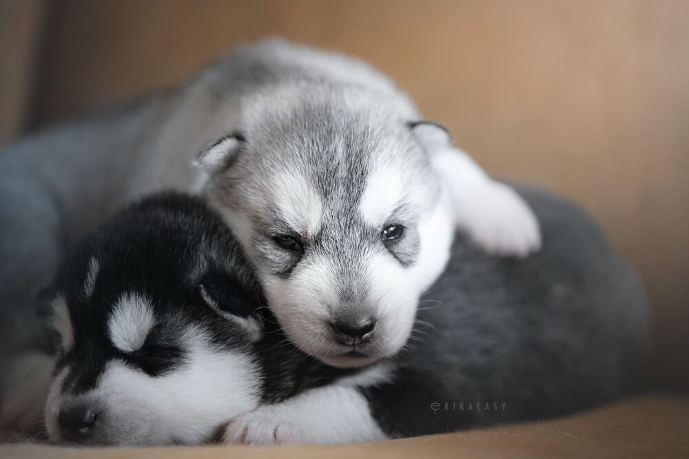 puppies!