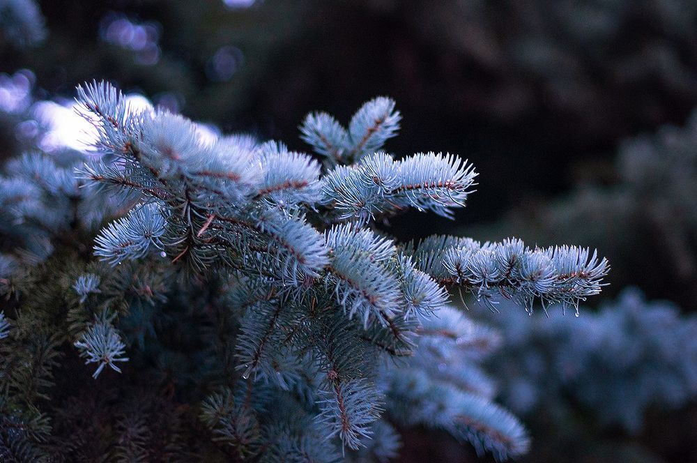 Blue spruce