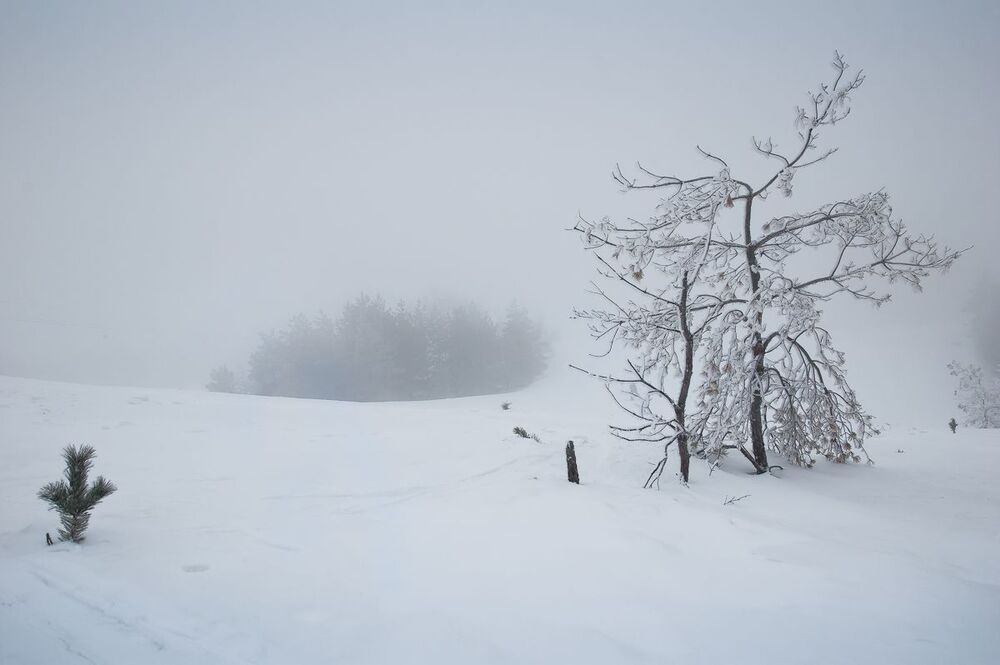 Белая мгла