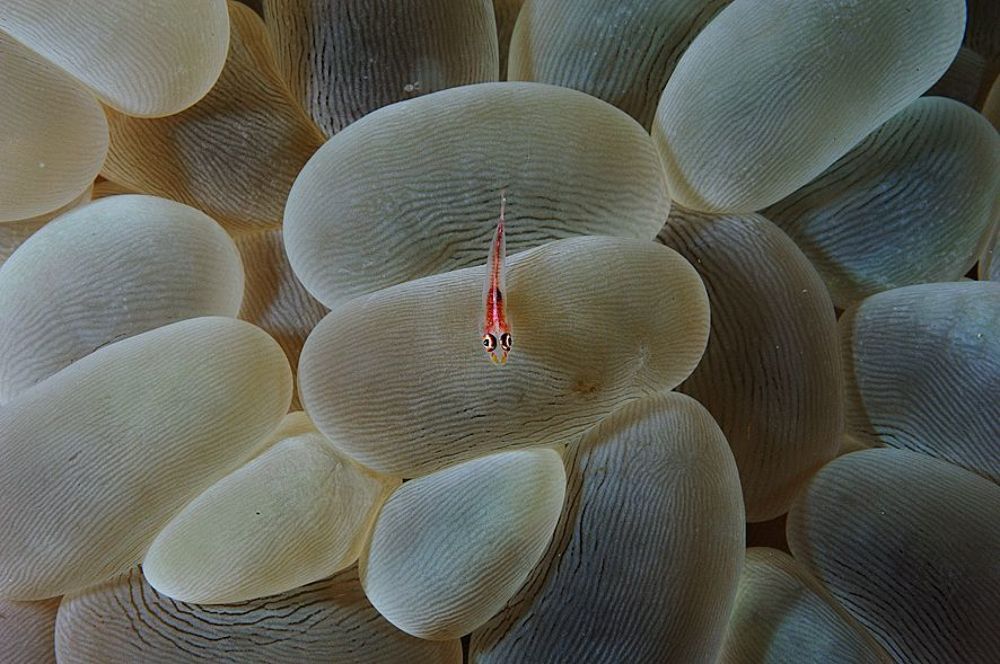 Goby.