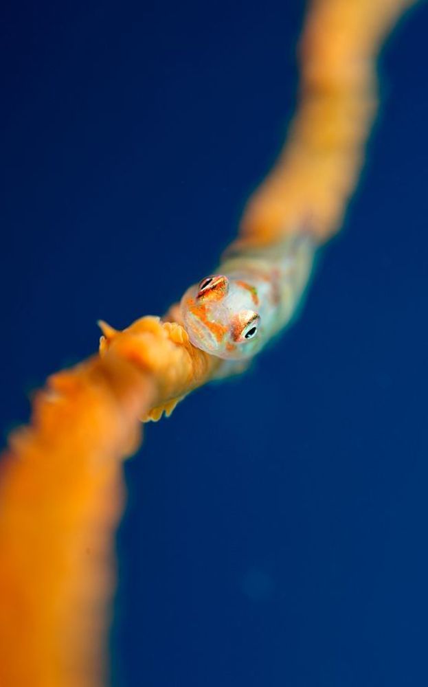Goby.