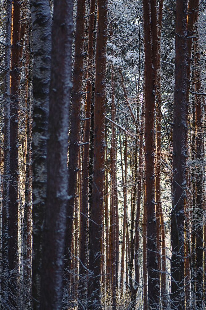 Графика зимнего леса