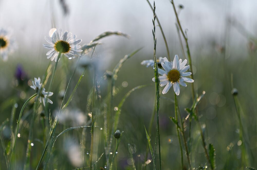 the morning of my favorite flowers