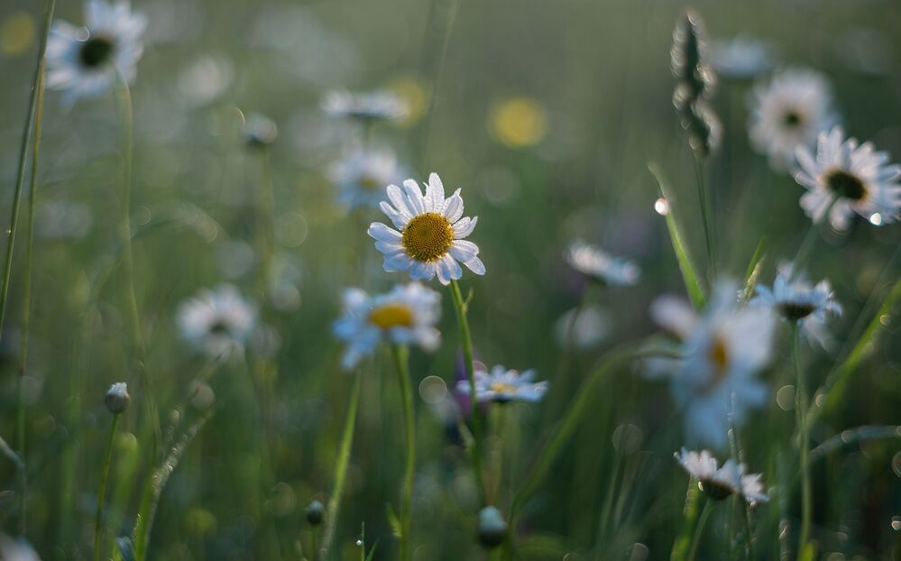 the morning of my favorite flowers