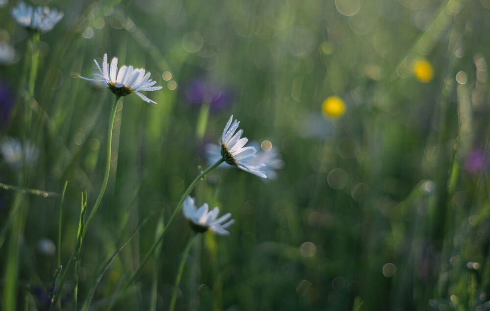 the morning of my favorite flowers