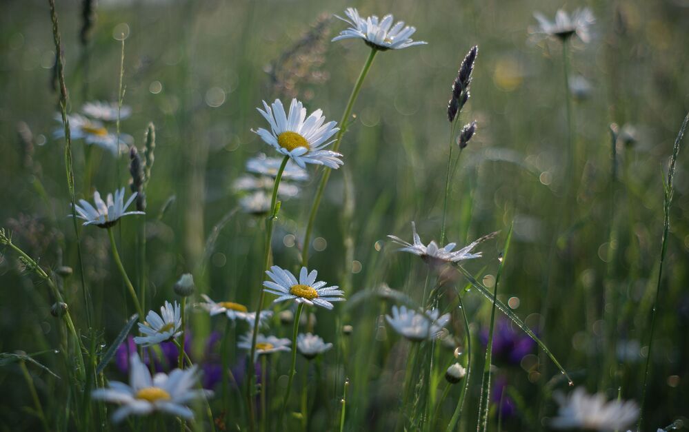 the morning of my favorite flowers