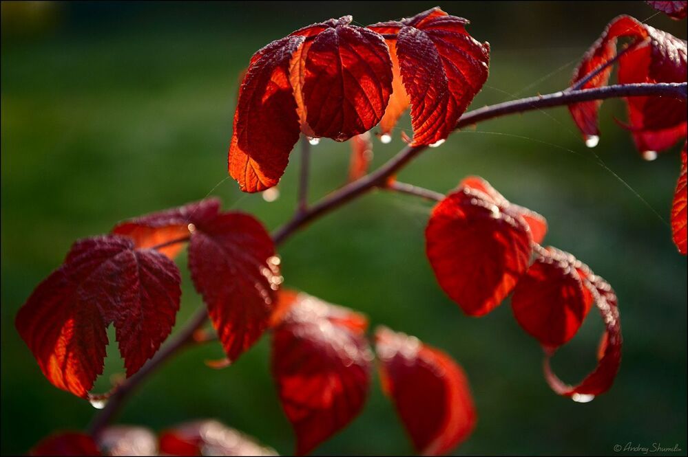 Осенние мотивы