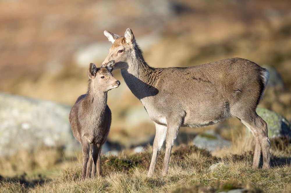 Sika deer. Ireland