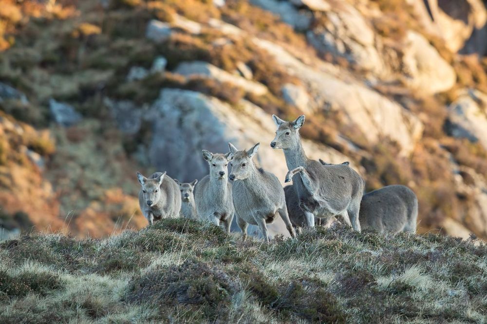 Sika deer. Ireland