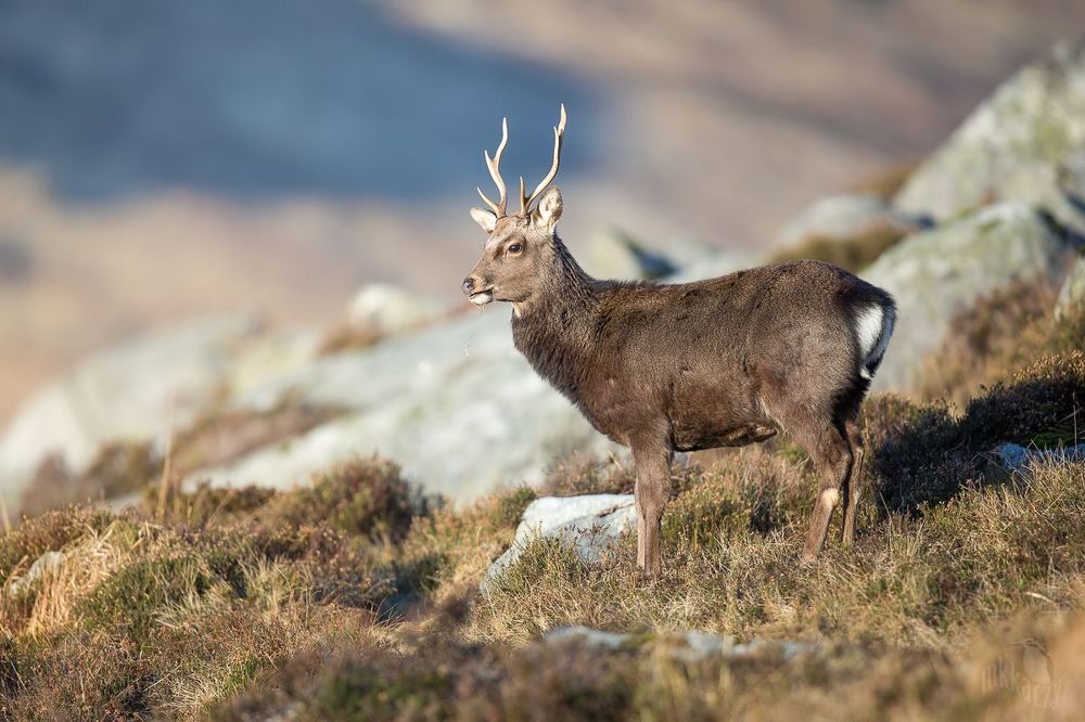 Sika deer. Ireland
