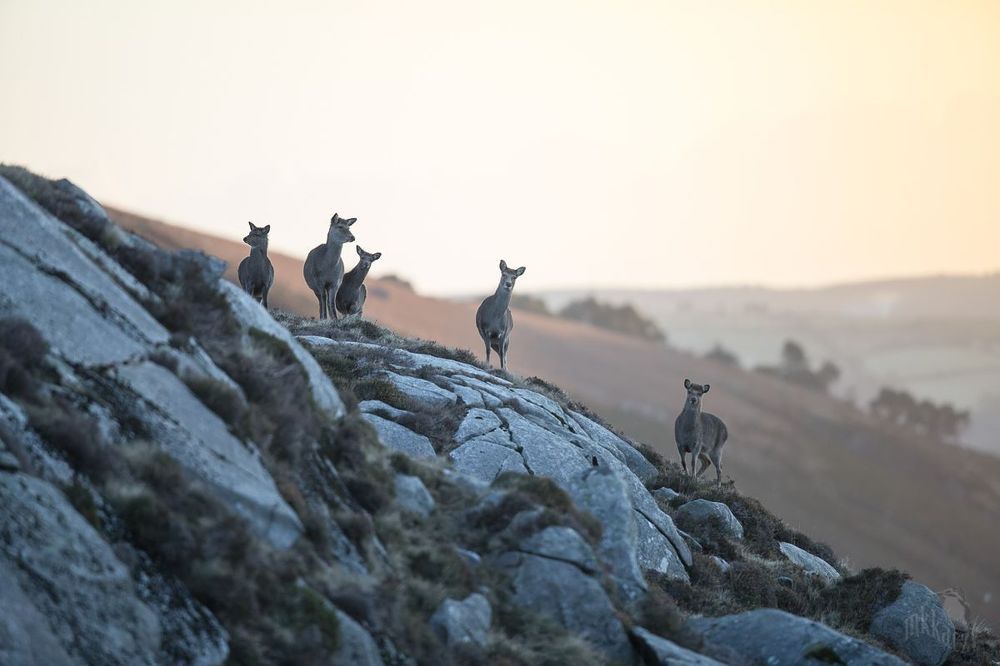 Sika deer. Ireland
