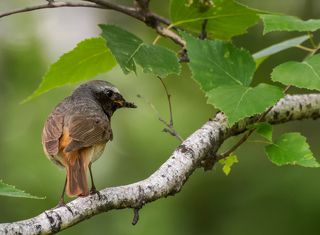 горихвостка.. заботы.