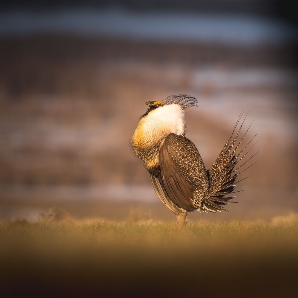 Greater sage-grouse