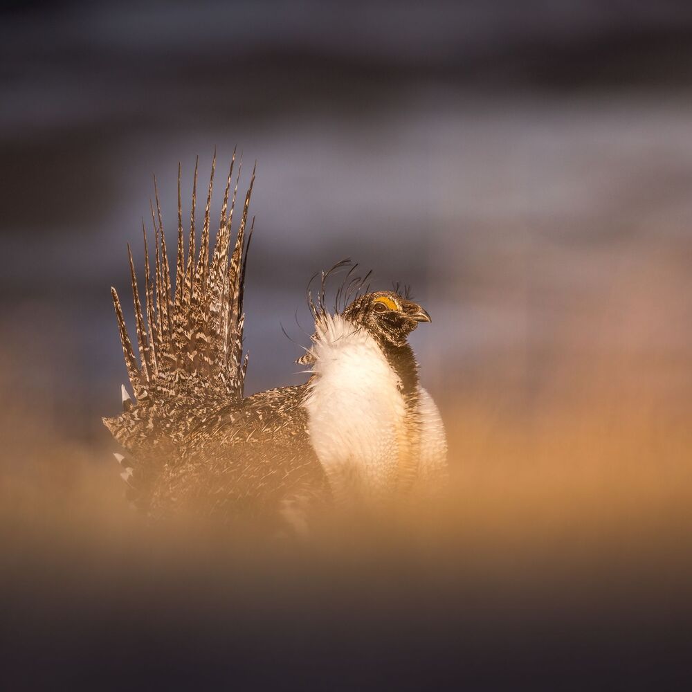 Greater sage-grouse