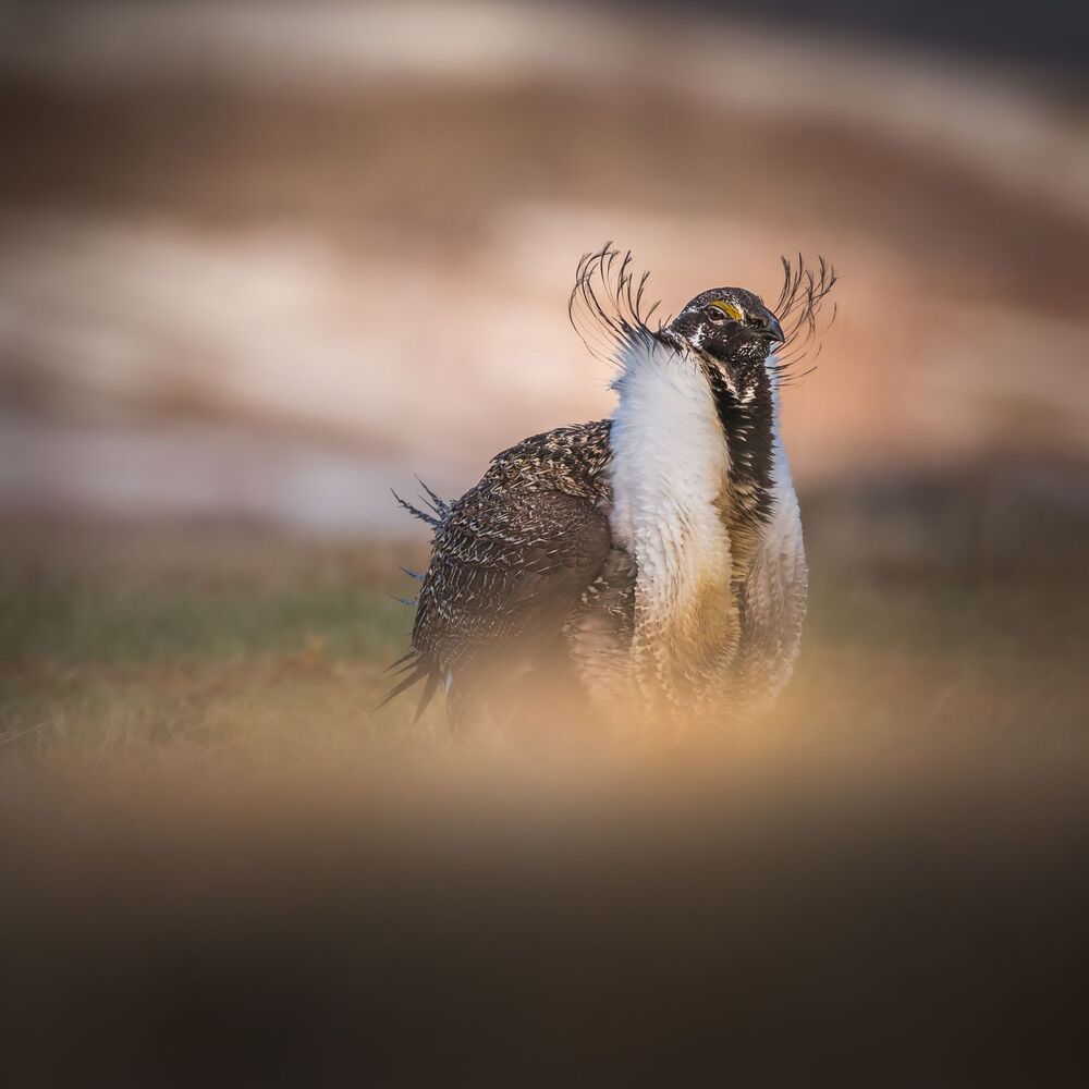 Greater sage-grouse
