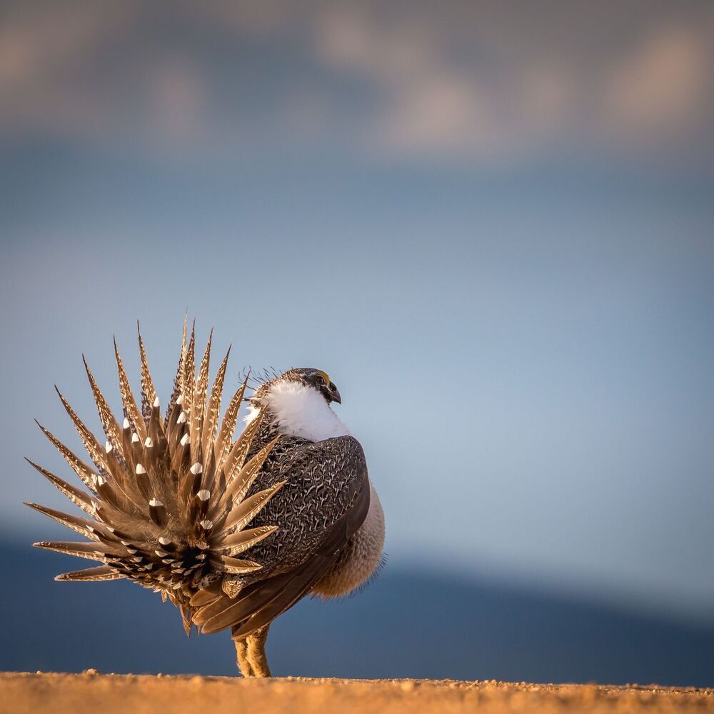 Greater sage-grouse
