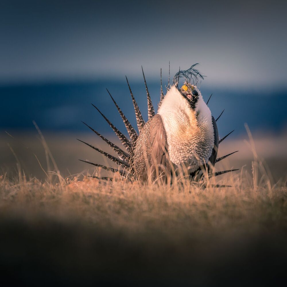 Greater sage-grouse