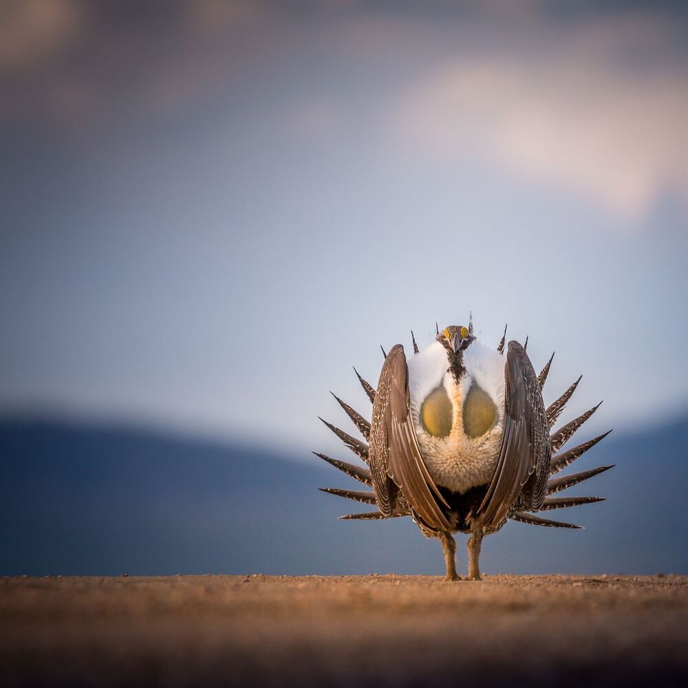 Greater sage-grouse