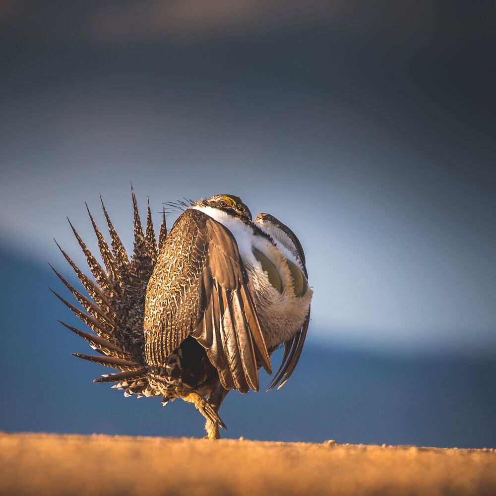 Greater sage-grouse