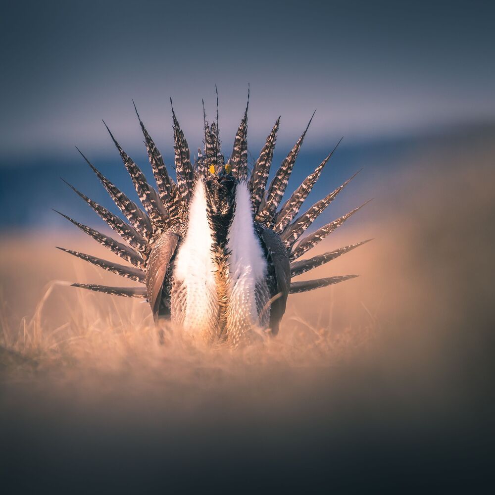 Greater sage-grouse