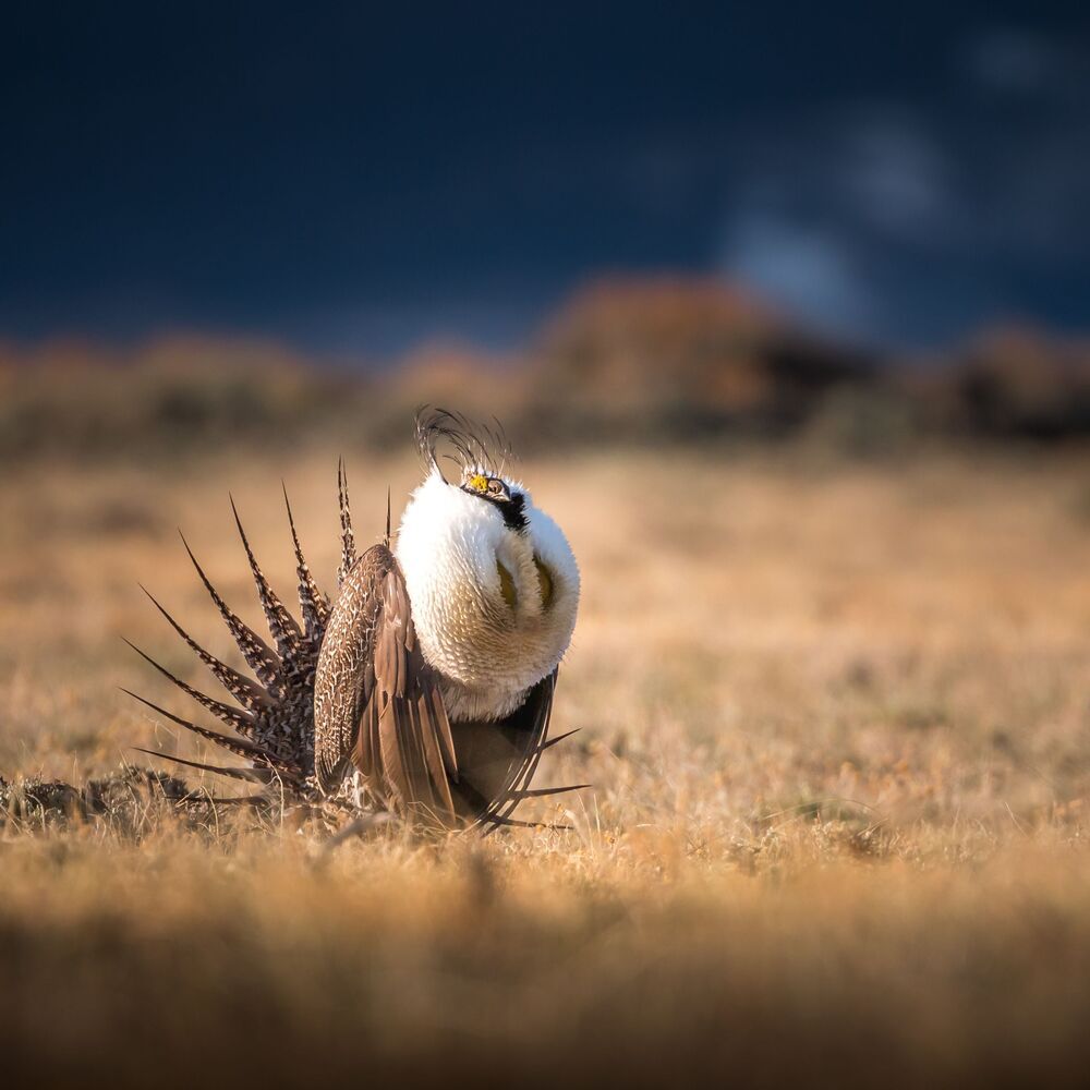 Greater sage-grouse