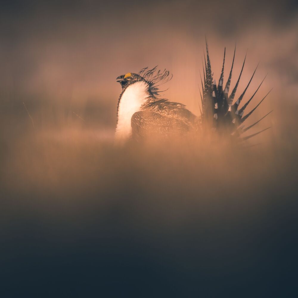 Greater sage-grouse