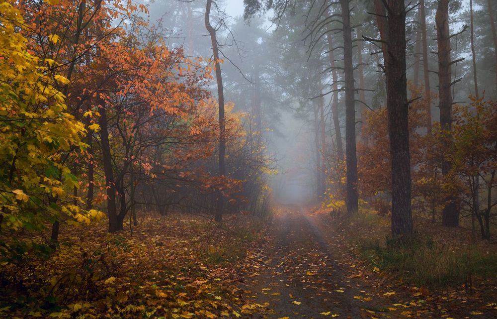 Волшебная осень