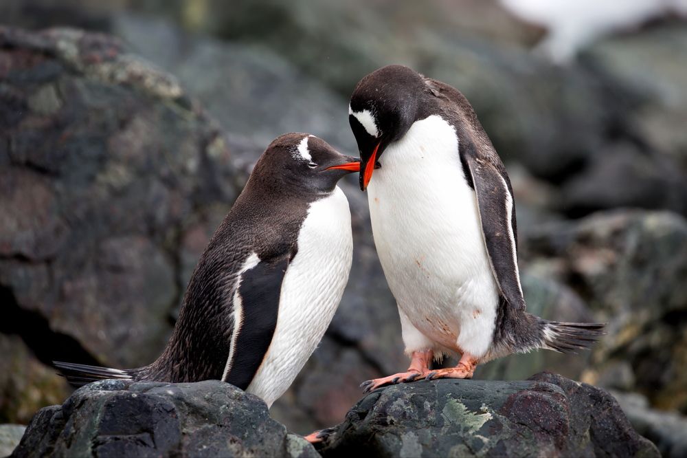 Love is...