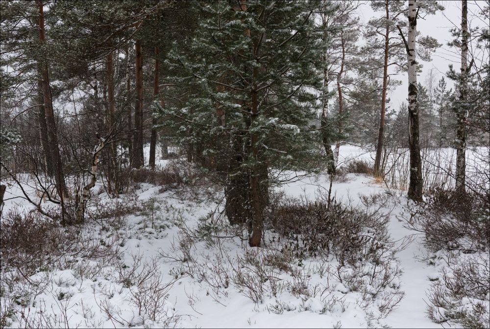 В перелеске между прудами