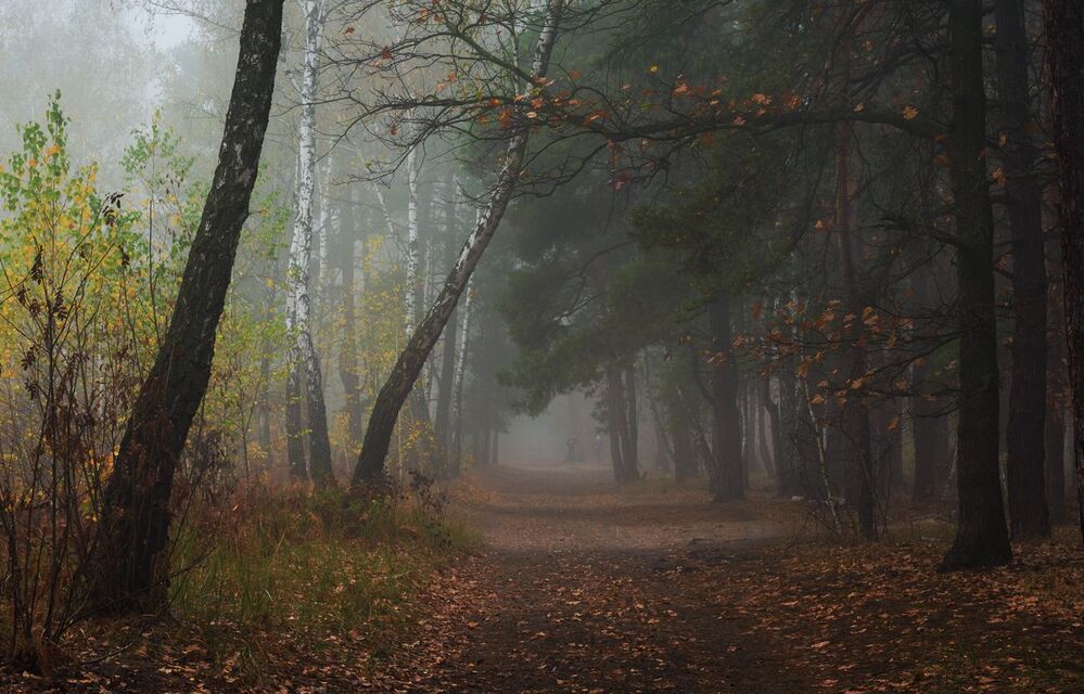 Серая мгла