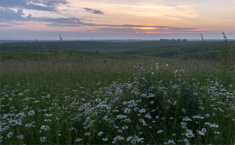 chamomile open spaces...