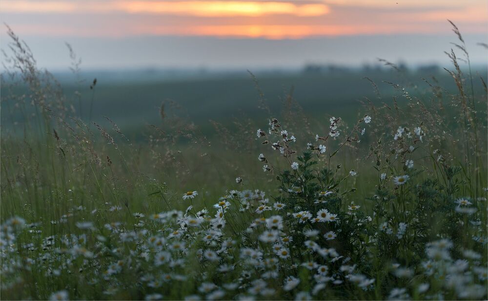 chamomile open spaces...