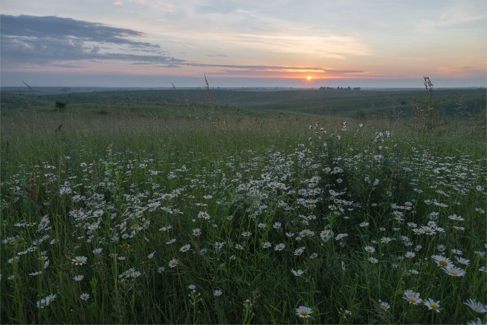 chamomile open spaces...