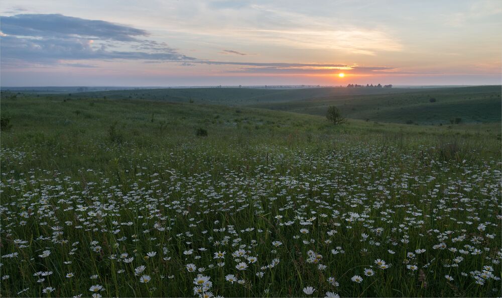 chamomile open spaces...