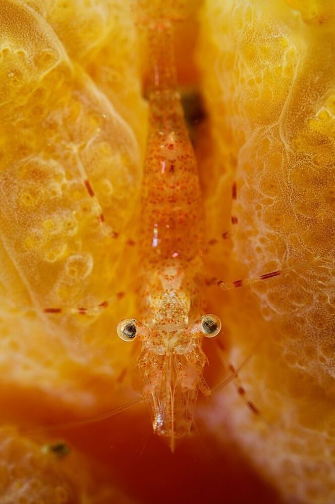 Japan Sea. Shrimp.