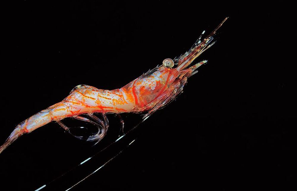 Japan Sea. Shrimp.