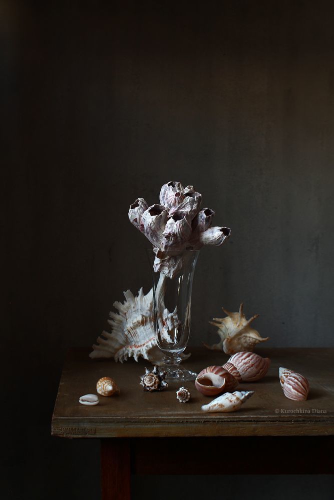 Seashells