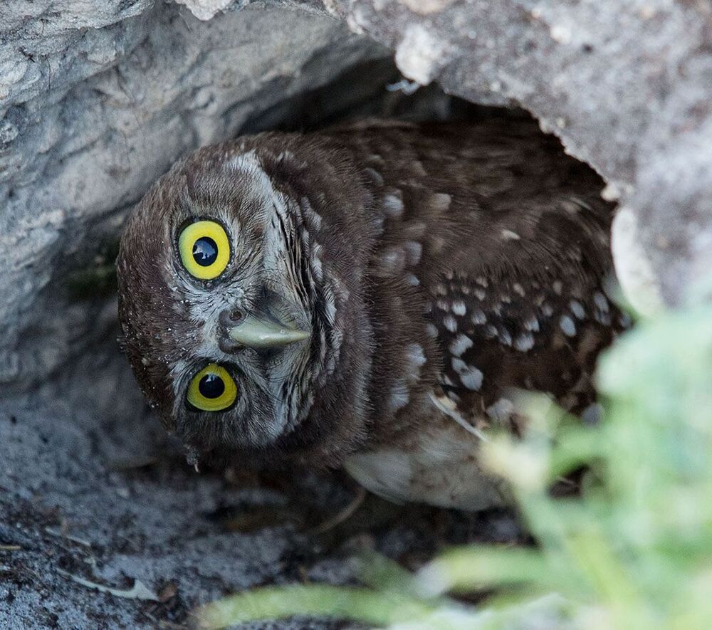 Peek-a-boo -Burrowing Owlets. Сычики