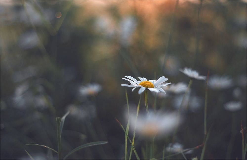 chamomile dreams...