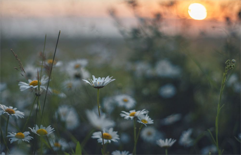 chamomile dreams...