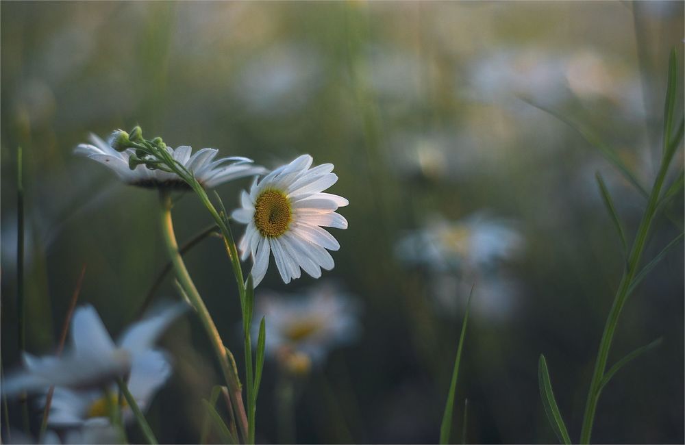chamomile dreams...