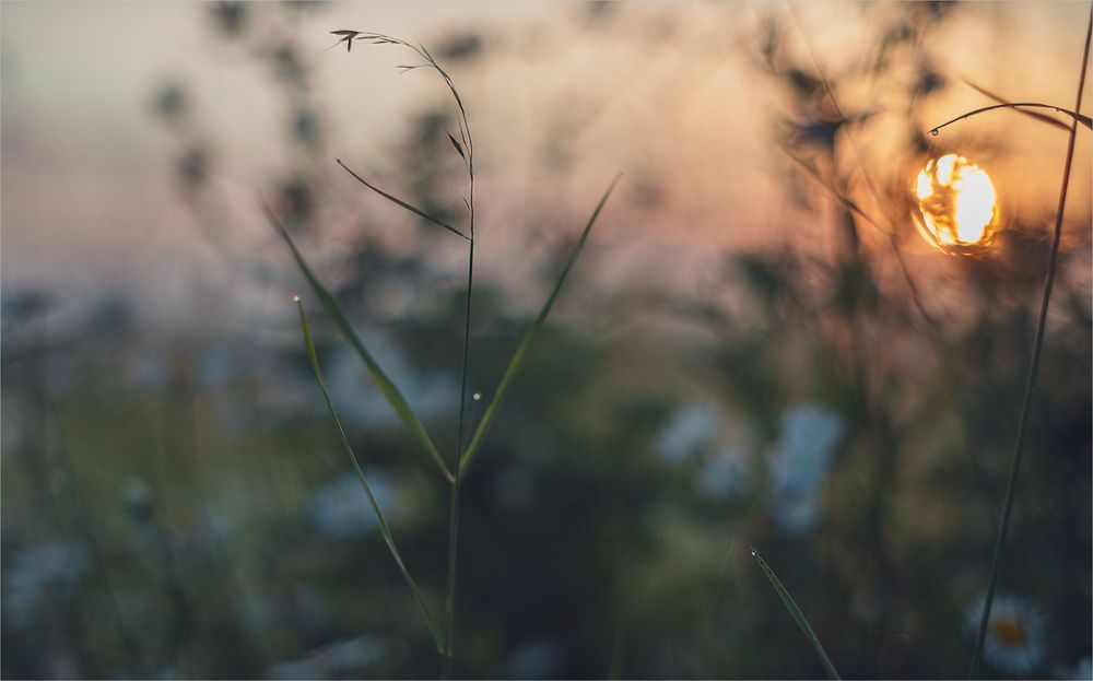chamomile dreams...